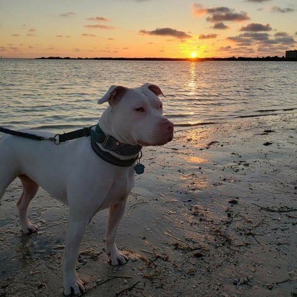 About posher - Picture 5 of 7